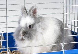 Μπήκαν σε περιβόλι στην Κύπρο και έκλεψαν 150 κουνέλια αξίας 3.000 ευρώ