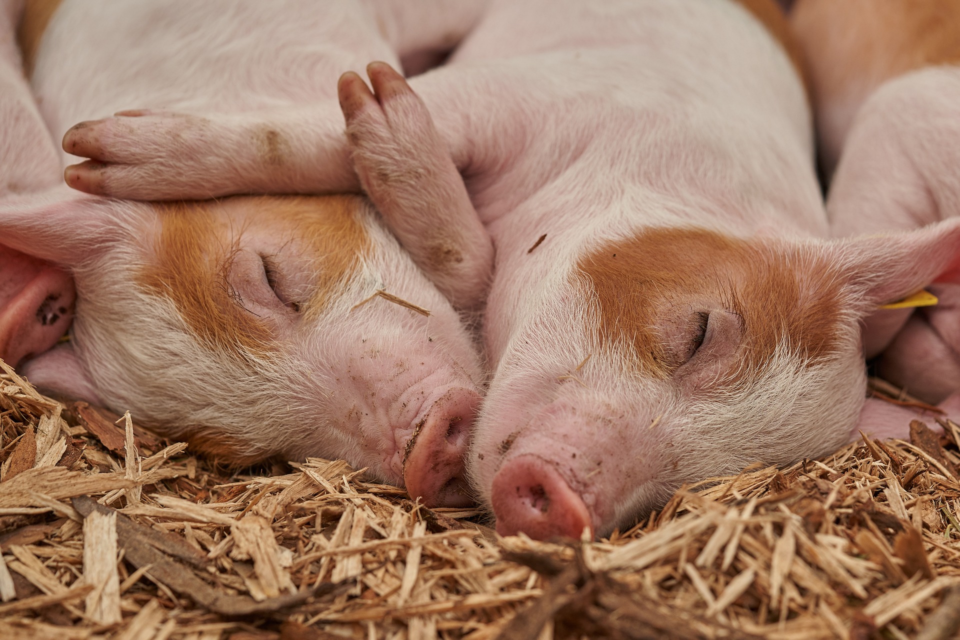 ΗΠΑ: Το Ανώτατο Δικαστήριο δικαίωσε τα γουρούνια