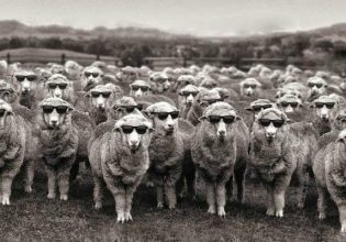 Τα «πρόβατα» κι η αυτοκριτική
