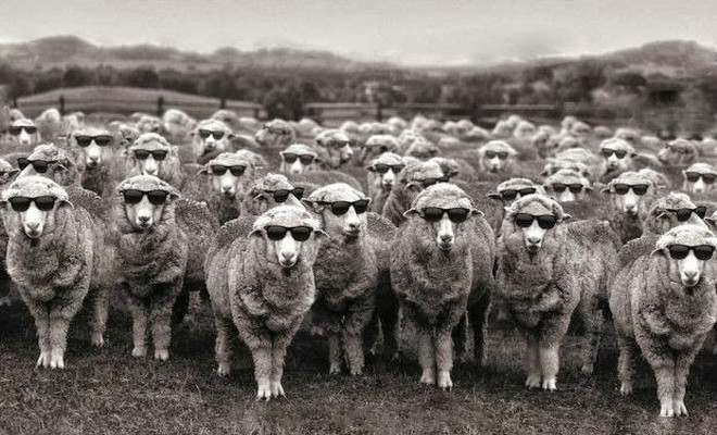 Τα «πρόβατα» κι η αυτοκριτική