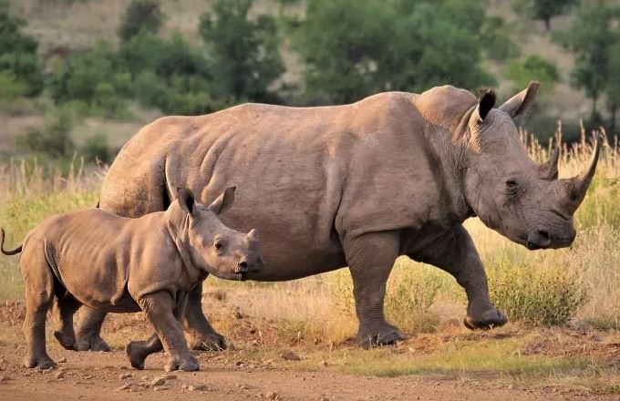 Νότια Αφρική: Η αποτυχία μιας δημοπρασίας θέτει σε κίνδυνο τους λευκούς ρινόκερους