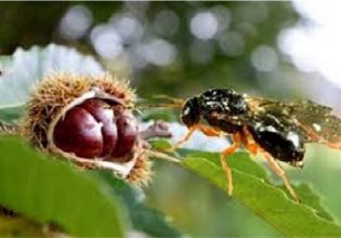 Βόρεια Κυνουρία: Βιολογική αντιμετώπιση της σφήκας της καστανιάς