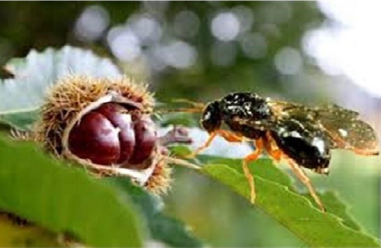 Βόρεια Κυνουρία: Βιολογική αντιμετώπιση της σφήκας της καστανιάς