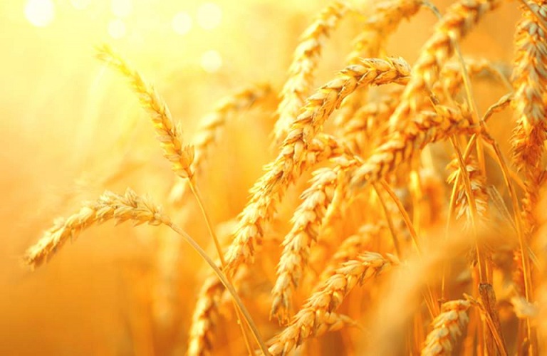 ΕΕ: Αυξάνεται η παραγωγή σιτηρών και ελαιούχων παρά τη ξηρασία