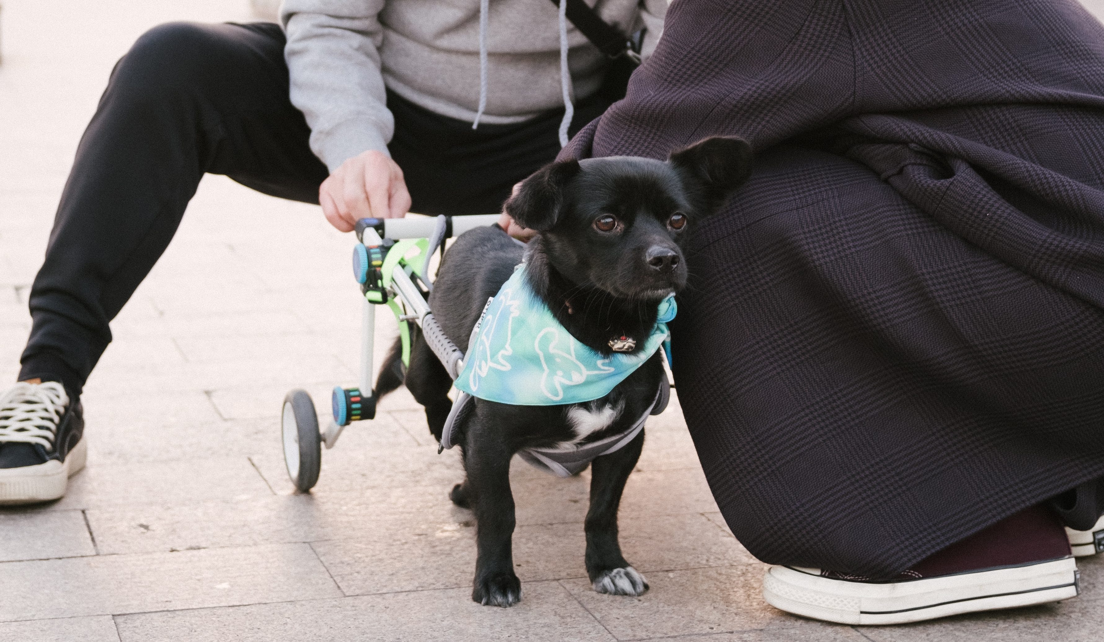 Μεγαλείο ψυχής: Έμαθε την ιστορία ανάπηρου σκύλου και του «χάρισε πόδια»