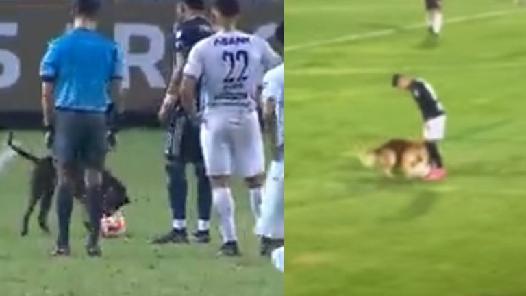 Σκυλί «εισέβαλε» σε γήπεδο ποδοσφαίρου και «έκλεψε» τις εντυπώσεις