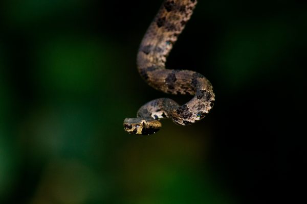 «Δεν γνωρίζαμε ότι έχει αλλεργία» – Τι λέει η μητέρα της 39χρονης που τη δάγκωσε οχιά