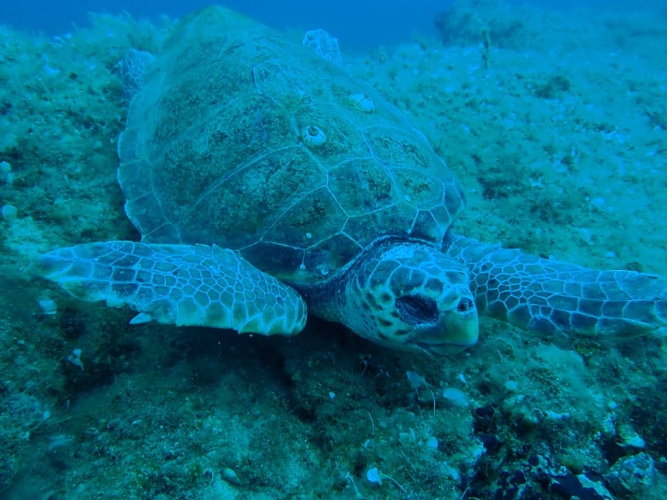 Νεκρή θαλάσσια χελώνα στη Νάξο - Τη μαχαίρωσαν στο λαιμό