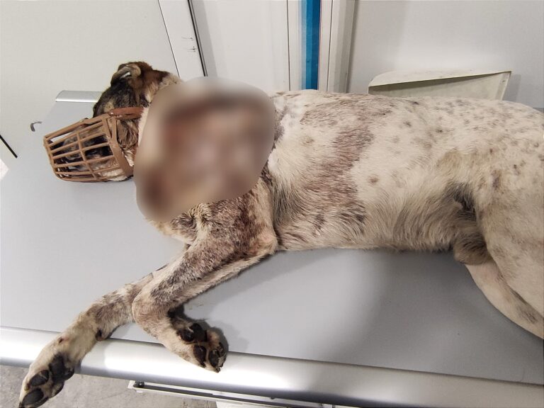 Σκύλος: Πυροβόλησαν τον «αγαθό γίγαντα» της Αργαλαστής - Υπάρχει ανάγκη για αίμα