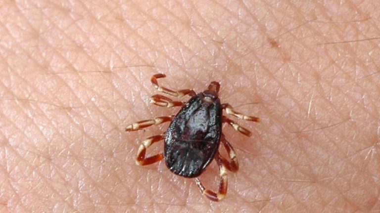 Αιμορραγικός πυρετός Κριμαίας – Κονγκό: 13 νεκροί στο Ιράκ και πολλά κρούσματα του ιού