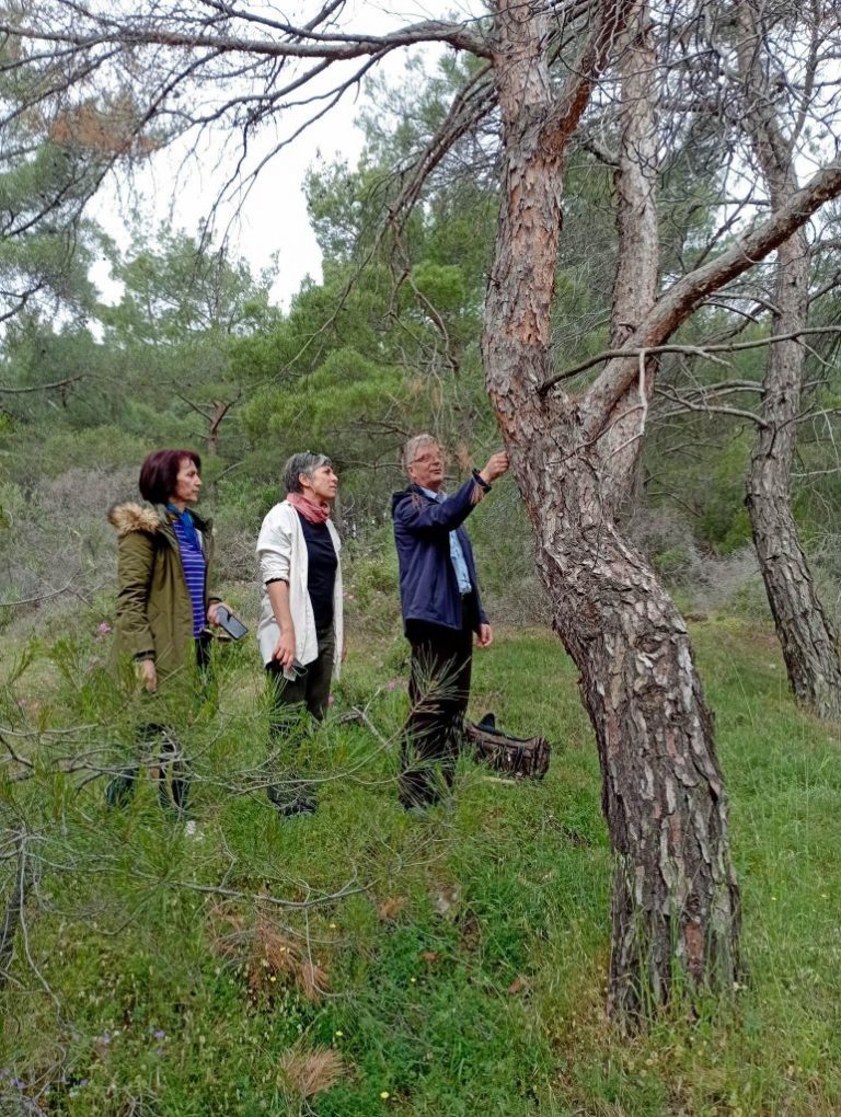 Γιατί ξεραίνονται τα δάση της Δυτικής Λέσβου;