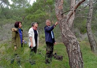 Γιατί ξεραίνονται τα δάση της Δυτικής Λέσβου;