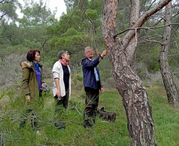 Γιατί ξεραίνονται τα δάση της Δυτικής Λέσβου;