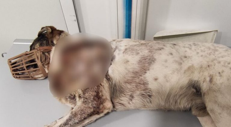Κακοποίηση ζώου: Πέθανε το αδέσποτο σκυλί της Αργαλαστής Βόλου – Είχε πυροβοληθεί πάνω από 20 φορές