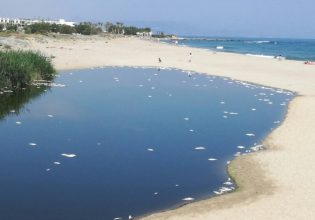 Νεκρά ψάρια γέμισαν οι εκβολές του ποταμού Αποσελέμη στο Ηράκλειο – Τι εκτιμούν οι ειδικοί