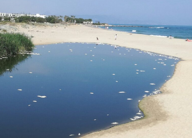 Νεκρά ψάρια γέμισαν οι εκβολές του ποταμού Αποσελέμη στο Ηράκλειο - Τι εκτιμούν οι ειδικοί