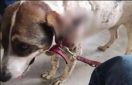 Σκύλος στην Αργαλαστή: Οι κάτοικοι επικήρυξαν τον δολοφόνο του «αγαθού γίγαντα»