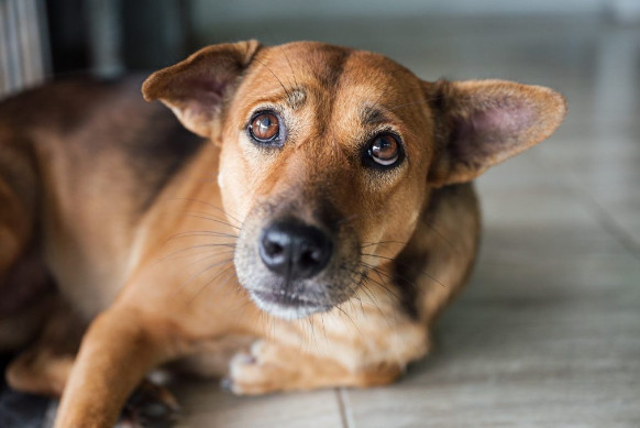 Κακοποίηση ζώου: Τέσσερα σκυλιά βρέθηκαν υποσιτισμένα σε κοτέτσι στο Ηράκλειο – Κατέληξε το ένα
