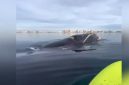 Ζευγάρι έκανε sup δίπλα σε φάλαινα στην Αργεντινή – Δείτε την αντίδρασή τους