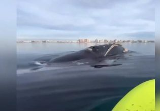 Ζευγάρι έκανε sup δίπλα σε φάλαινα στην Αργεντινή – Δείτε την αντίδρασή τους