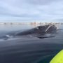 Ζευγάρι έκανε sup δίπλα σε φάλαινα στην Αργεντινή – Δείτε την αντίδρασή τους