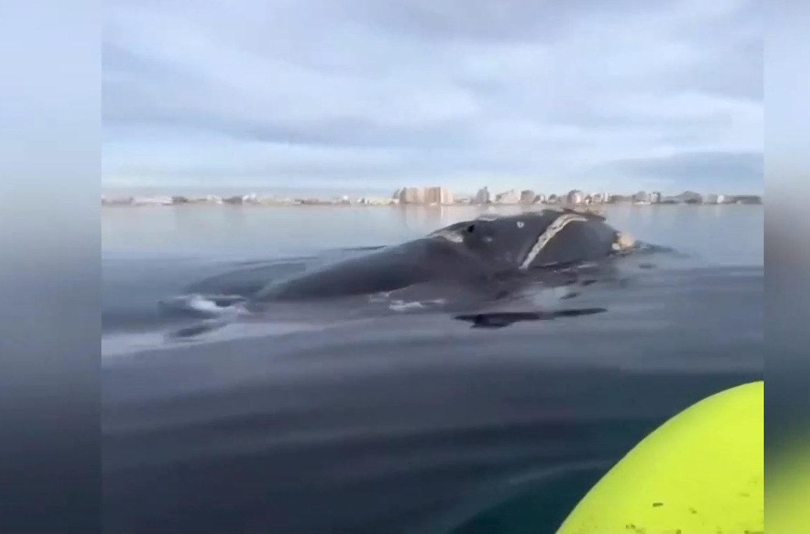 Ζευγάρι έκανε sup δίπλα σε φάλαινα στην Αργεντινή - Δείτε την αντίδρασή τους
