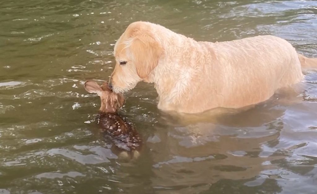 Σκύλος βούτηξε σε λίμνη και έσωσε ελαφάκι από πνιγμό στις ΗΠΑ