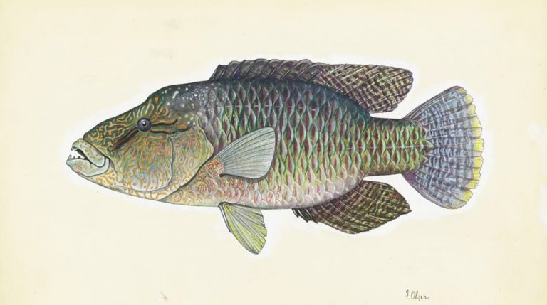 Η ανάρτηση της Βρετανικής Βιβλιοθήκης με ένα ψάρι προκάλεσε τρανσφοβικά σχόλια