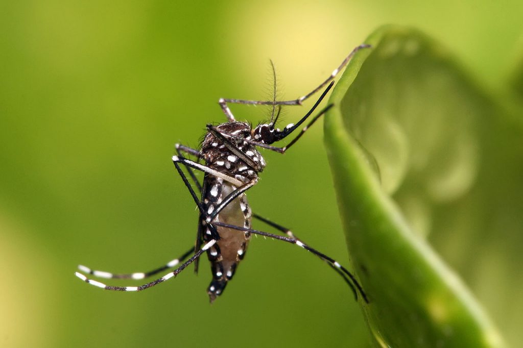 Κουνούπια: Νέα είδη στην Ευρώπη αυξάνουν τον κίνδυνο ασθενειών