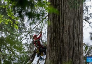 Γίγαντας 102 μέτρων: Το ψηλότερο δέντρο της Ασίας κρυβόταν στο βαθύτερο φαράγγι του κόσμου (εικόνες)