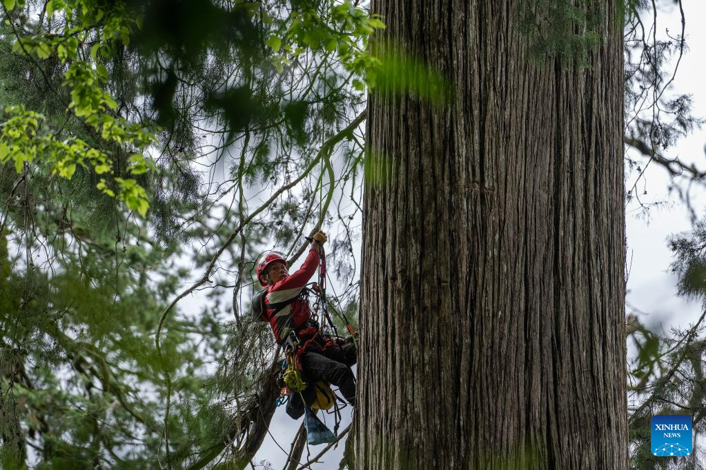 Γίγαντας 102 μέτρων: Το ψηλότερο δέντρο της Ασίας κρυβόταν στο βαθύτερο φαράγγι του κόσμου (εικόνες)