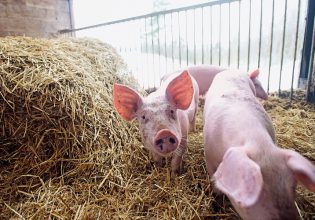 Χοίροι: Συναγερμός με την εξάπλωση της αφρικανικής πανώλης – «Χτύπησε» εκμεταλλεύσεις