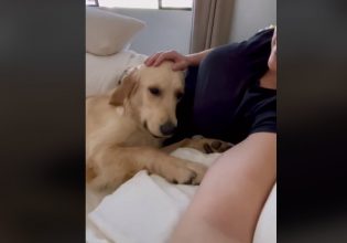 Η τρυφερή στιγμή που σκυλίτσα συνειδητοποιεί πως η ιδιοκτήτριά της είναι έγκυος