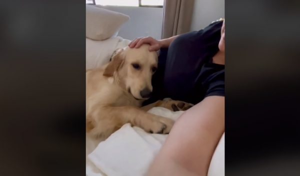 Η τρυφερή στιγμή που σκυλίτσα συνειδητοποιεί πως η ιδιοκτήτριά της είναι έγκυος