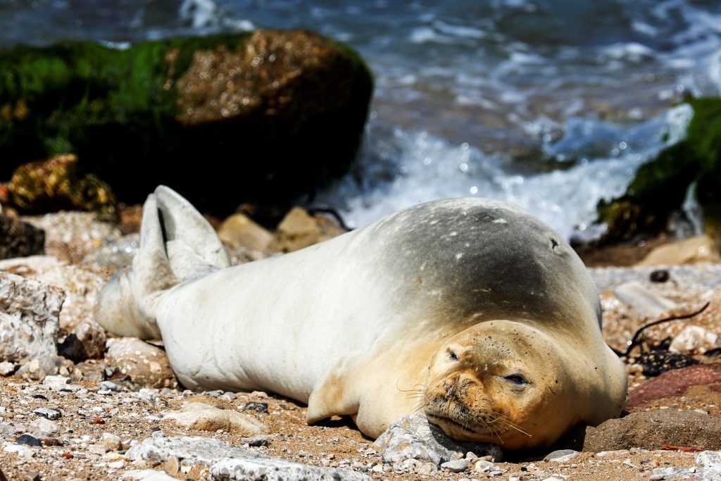 Φώκιες στη Νότια Αφρική: Ξεβράστηκαν νεκρές σε παραλία – Άγνωστοι τις μαχαίρωσαν στη θάλασσα
