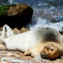 Φώκιες στη Νότια Αφρική: Ξεβράστηκαν νεκρές σε παραλία – Άγνωστοι τις μαχαίρωσαν στη θάλασσα
