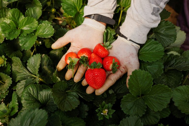 Ισπανία: Οι «φράουλες της ξηρασίας» και οι οργισμένοι Ανδαλουσιανοί παραγωγοί