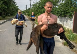 Χερσώνα: Τα ζώα ζουν τη δική τους τραγωδία μετά την κατάρρευση του φράγματος