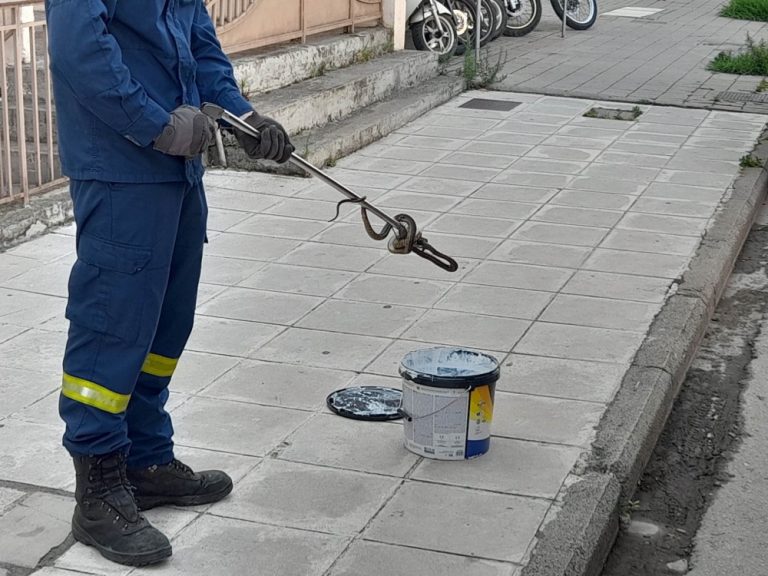 Πανικός στη Λάρισα: Φίδι λαχτάρησε περαστικούς
