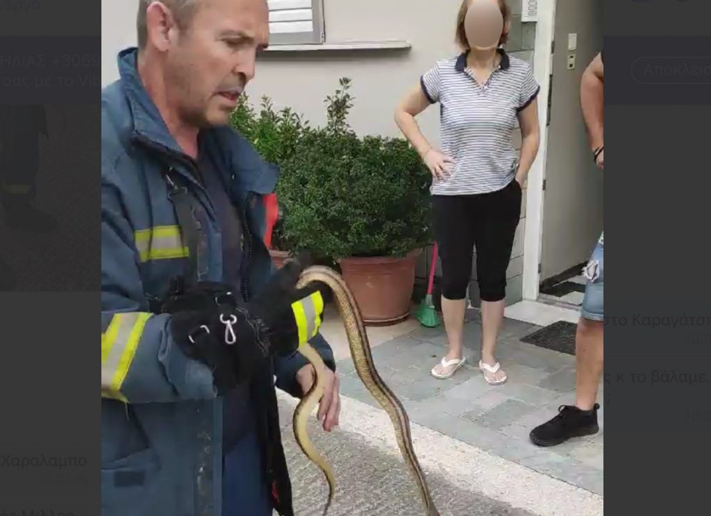 Πυροσβέστης πιάνει με τα χέρια του φίδι που εισέβαλε σε σπίτι στο κέντρο της Λάρισας – Δείτε βίντεο