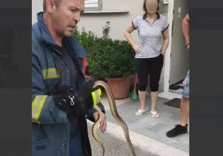 Πυροσβέστης πιάνει με τα χέρια του φίδι που εισέβαλε σε σπίτι στο κέντρο της Λάρισας – Δείτε βίντεο