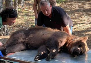 Φλώρινα: Αλλαγή περιβάλλοντος για παραβατική αρκούδα με προτίμηση στα κοτέτσια