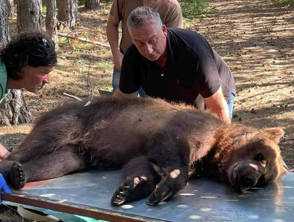 Φλώρινα: Αλλαγή περιβάλλοντος για παραβατική αρκούδα με προτίμηση στα κοτέτσια