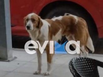 Κτηνωδία στην Εύβοια: Πυροβόλησαν το σκυλάκι – μασκότ της Κύμης