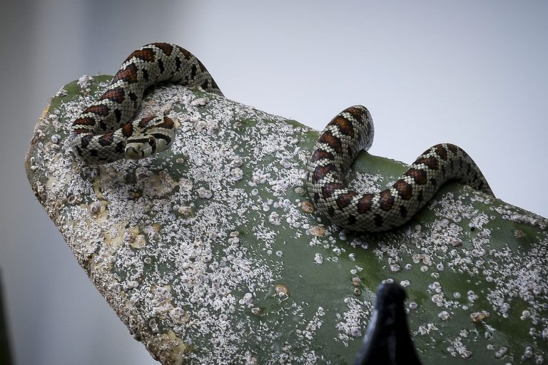 Οχιά δάγκωσε αγρότη στον Βόλο