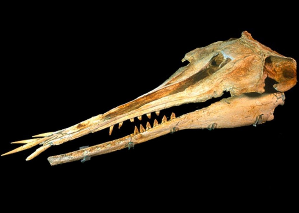 Καμάκια στη μύτη: Δελφίνι με χαυλιόδοντες ανακαλύφθηκε σε συλλογή απολιθωμάτων
