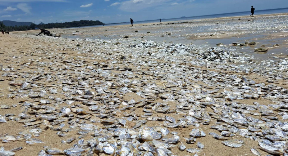 Χιλιάδες νεκρά ψάρια ξεβράστηκαν σε παραλία της Ταϊλάνδης – Τι λένε οι ειδικοί