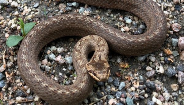 Δάγκωμα φιδιού: Τι πρέπει να κάνετε και ποια είδη υπάρχουν στην Ελλάδα