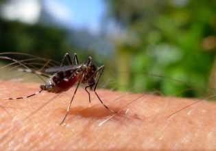 Τα κουνούπια προτιμούν συγκεκριμένη ομάδα αίματος – Γιατί τσιμπάνε κάποιους περισσότερο