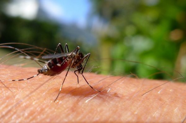 Τα κουνούπια προτιμούν συγκεκριμένη ομάδα αίματος - Γιατί τσιμπάνε κάποιους περισσότερο
